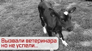 Вызвали ветеринара, но не успели... / Купили дом в деревне Семейная ферма.