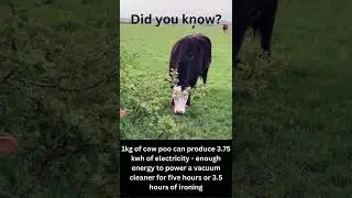 Cow poop is not useless! #sustainability #cow #energy