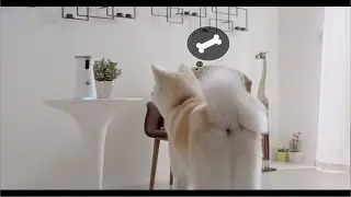 Ingenius Treat-Tossing Dog Camera (Only Furbo)