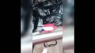 прикол с собакой My dog Anton 🐶