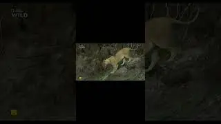 Проснулись Материнские чувства #животные