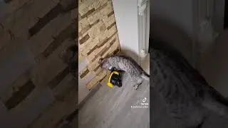 кот и чай