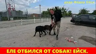 Ейск  - ЕЛЕ ОТБИЛСЯ ОТ СОБАК!