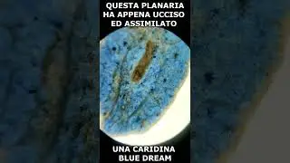 La planaria ha divorato una caridina blu e ne ha assunto il colore #shorts