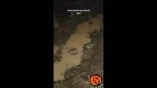 #shorts PENAMPAKAN KEPALA SAAT MEMANCING #shortvideo #short #shortsvideo