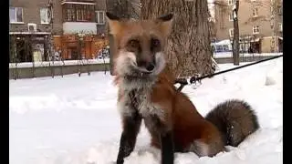 Пермская лиса