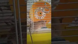 Мышка Куркума и жара