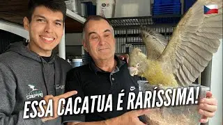 Criadouro de CACATUAS NEGRAS e PAPAGAIOS RAROS na MORÁVIA | EUROTRIP