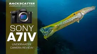 Sony A7 IV Underwater Camera Review 