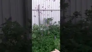 лепистки) красота 😍💓 природа 🌿🍃 дача) 😂😍