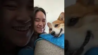 Kiss your dog||Funny Dog and kissing video of internet|viral petsvideo