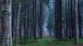 Mr Libido does the hustle deep in the woods