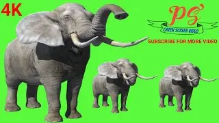 Elephant Green screen video, Green screen video, Green screen footage,