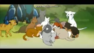 коты воители миру мир дай небо!