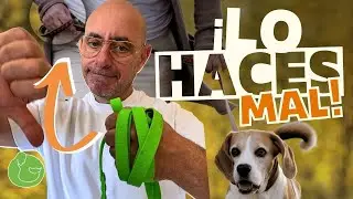 Qué hacer para que tu PERRO NO TIRE de la CORREA l ✅MUY FÁCIL