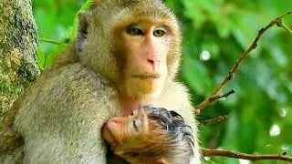 Poorest Lizza cool baby feel thank CaCa give chest | Sorry new mom CaCa no milk.