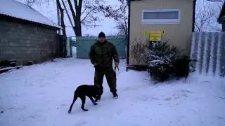 Кане-Корсо 5мес Линда послушание
