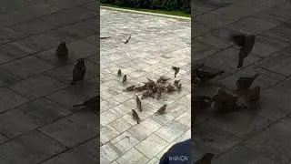 Dedicated to the passerine pigeon