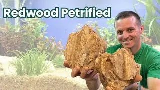 Aquarium Redwood Petrified Wood Stone is SO COOL!
