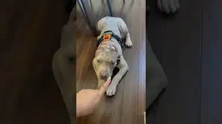 American Bully Training Tips - CHECK THIS OUT! 👀