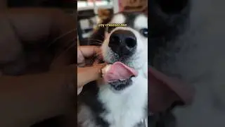 Siberian husky dog eating cheesecake