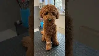 Teddy bear haircut on a poodle