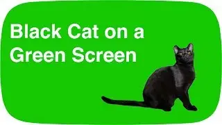 Black Cat on a Green Screen
