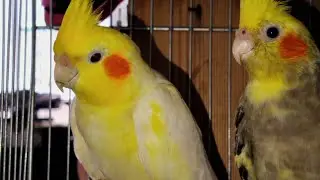 Gulay para sa Cockatiel