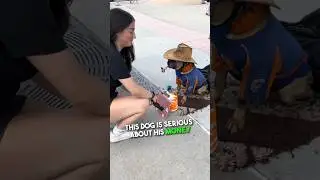 This Dog is a True Hustler 😂💰