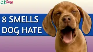 8 Smells Dogs Hate ❌ Smells Dogs Hate, Dog Repellent