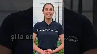 🥬 Ce Varietate de Salată se Seamănă Vara? - Marcoser