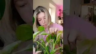Когда осматриваешь растения после очередной обработки от вредителей 😂 #plants #растения