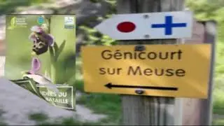 Découvrez les Orchidées sauvages de Génicourt-sur-Meuse