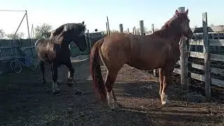 Valik brought the obstinate mare to the stallion