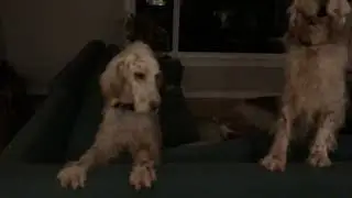English Setters Throw Massive Dinner Fit
