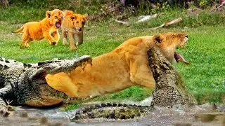 Crocodile ATTACK❗❗❗
