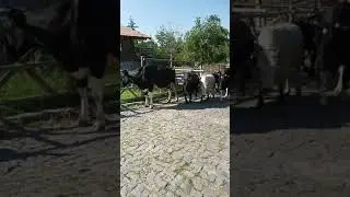 Çok sıcak (Komik) #shortsvideo
