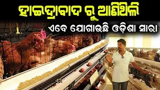 ବ୍ରିଡିଙ୍ଗ ଫାର୍ମରେ କୁକୁଡ଼ାର ଯତ୍ନ || How to take care of chicken in breeding farm.