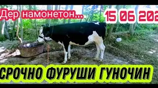 Срочно фуруши гуночин