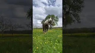 Jezabelle🫶#jezabelle_horselove #horse