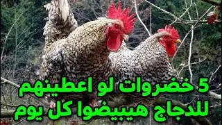 5 انواع خضار موجدين طول الشتاء ومش غالين هيخلوا البيض يزيد دون انقطاع طول السنة🥚🥚  #طيور_فوق_السطح