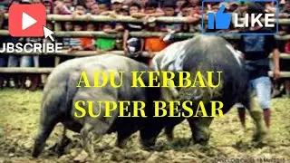 pertarungan kerbau  #kerbau  #kerbaubesar  #kerbaugila