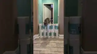 Paper Towel Challenge