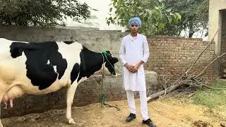96532-41576, ਐਚ ਐਫ ਗਾਂ ਸੇਲ ਪਿੰਡ ਰਾਮਗੜ੍ਹ ਬਰਨਾਲਾ