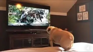 Защитники
