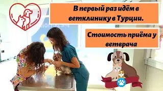 Боня едет в ветеринарную клинику 🐶 делать прививку 👍 Недвижимость в Турции Мерсин.