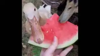 Patos Comiendo Sandía 🍉🦆🦆🦆