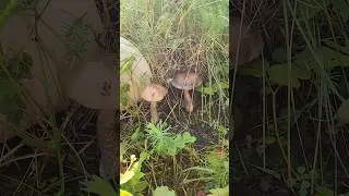 Много грибов на даче. #shorts #shortvideo #дача #грибы #mushroom #еда #вкусно #лето #огород #природа