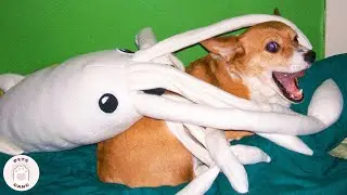 Stupid Dogs Can Raise Your Mood #4 🤣 FUNNY DOGS Videos | Pets Gang