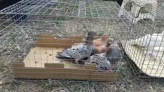 Ярмарка Голубей Чечня